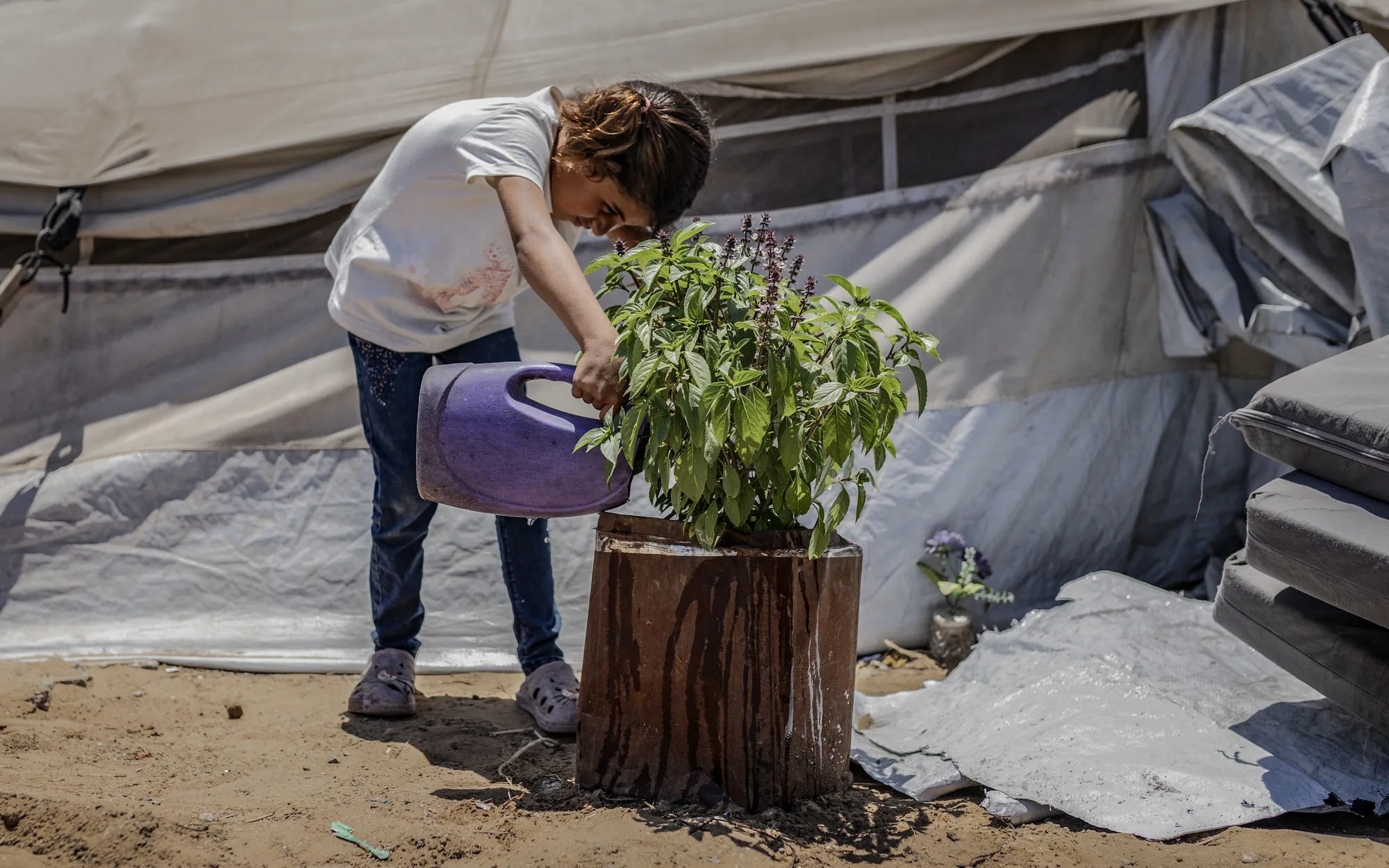 Outside her family’s temporary shelter in Gaza, a young girl waters a basil plant. For displaced children, the newly provided shelter equipped with solar power, water, and sanitation systems offer a safer and more secure sanctuary than before.